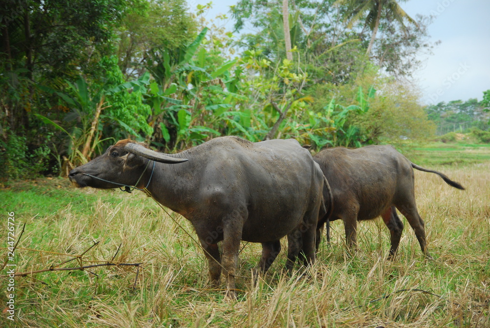 buffaloes look for grass in the fields buffaloes look for grass in the fields
