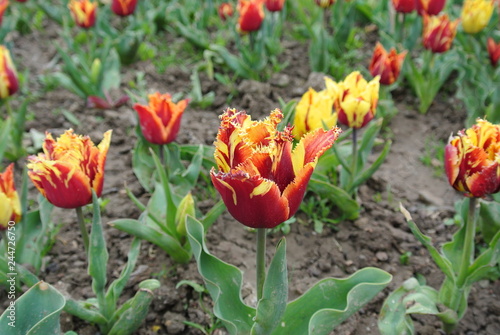 Multi-colored garden tulips close-up