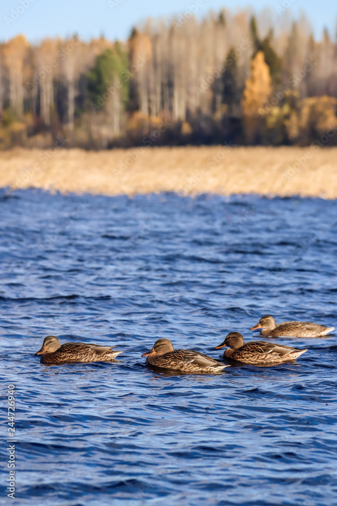 Fototapeta premium The shore of the lake Smardie. The reflection in the water