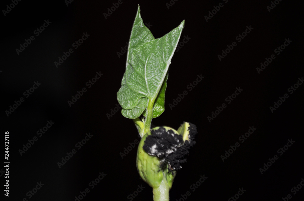 Young, green bean sprouts, closeup