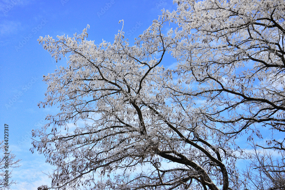 Obraz premium Beautiful winter landscape. Snow-covered trees with hoarfrost against the blue sky and clouds