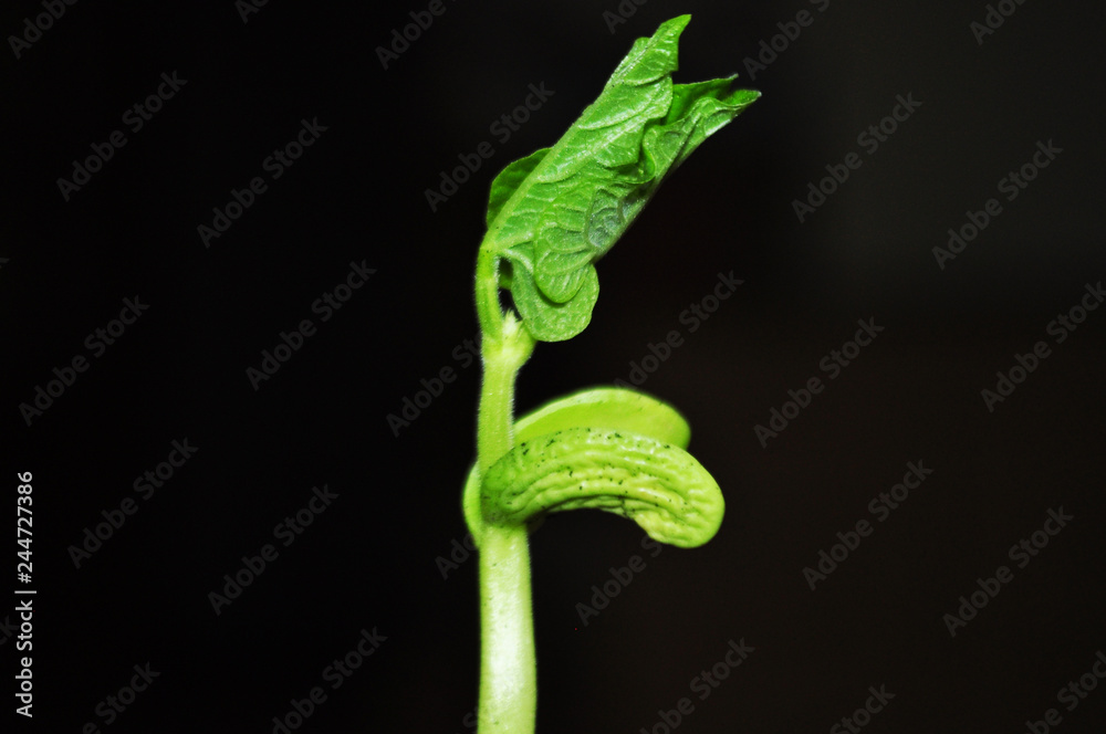 Fototapeta premium Young, green bean sprouts, closeup