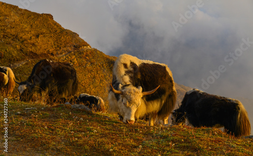 Yak cow on mountain of Annapurna  Nepal