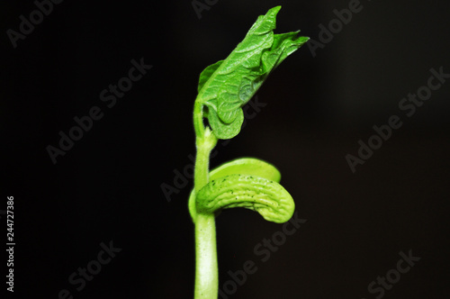 Young, green bean sprouts, closeup