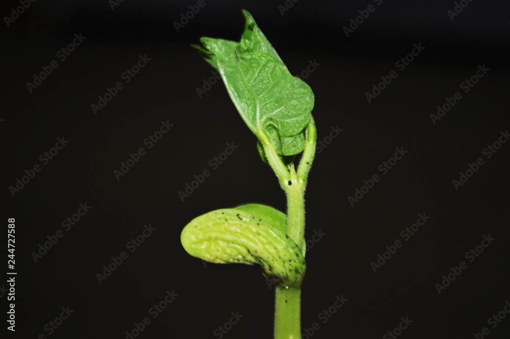 Young, green bean sprouts, closeup Young, green bean sprouts, closeup