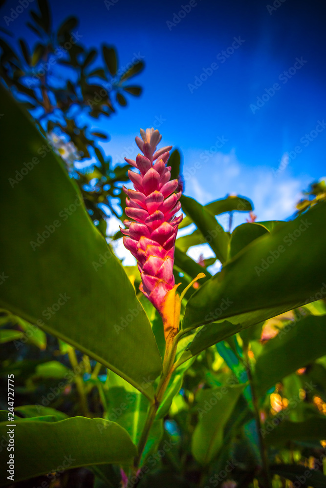 Obraz premium Hawaii Flowers