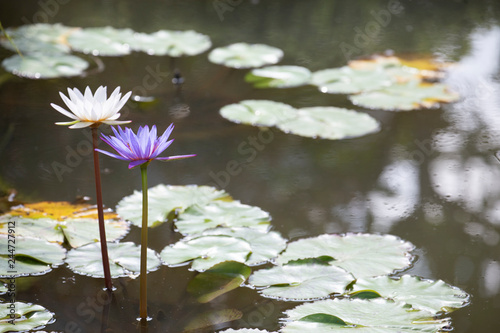 Lotus flowers Water Lily are blooming in  morning.