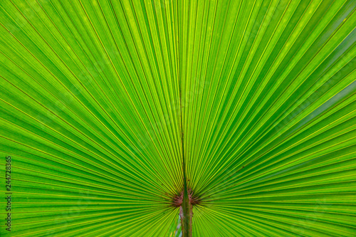 tropical palm leaf