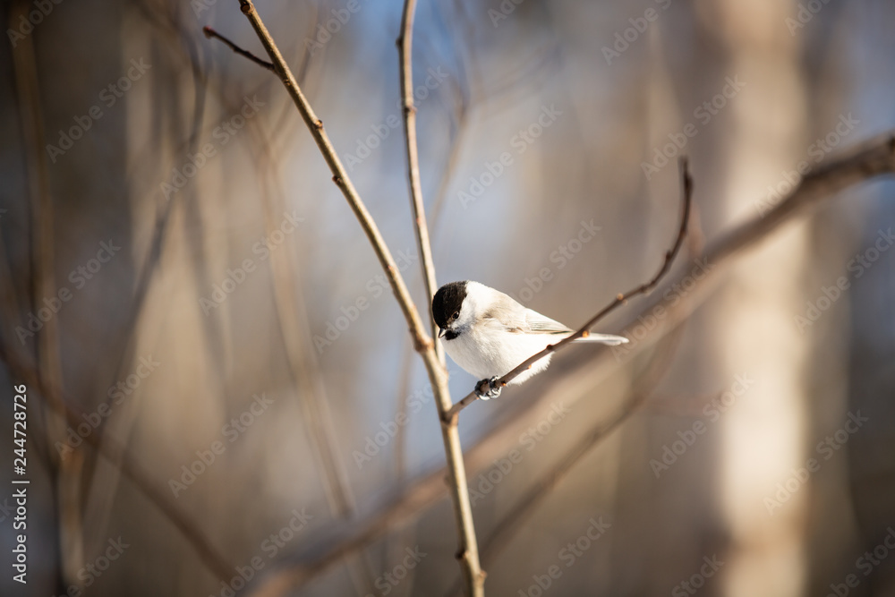Cute marsh tit bird sitting on the branch in the winter forest. Cute marsh tit bird sitting on the branch in the winter forest.