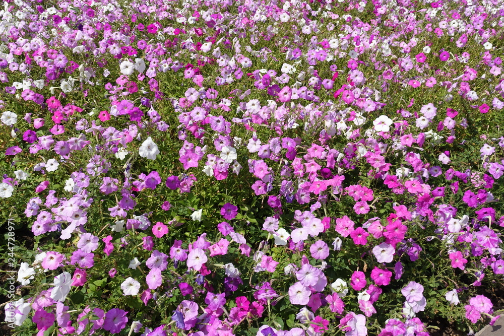 Flower bed with lots of petunias in shades of pink