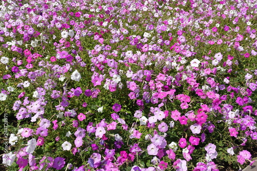 Flower bed with lots of petunias in shades of pink