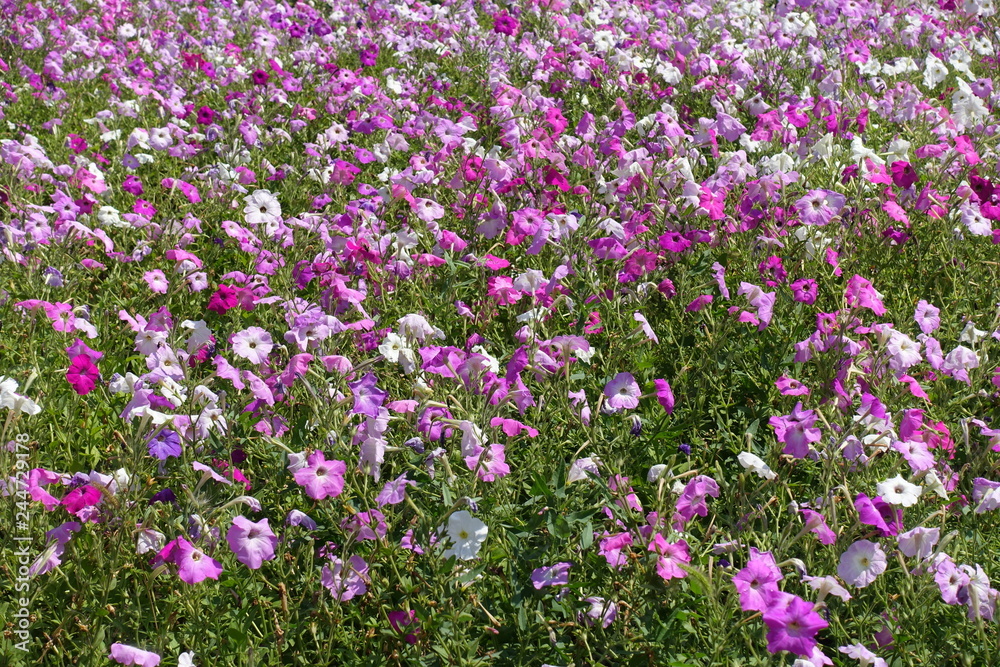 Pastel colored petunias in shades of pink
