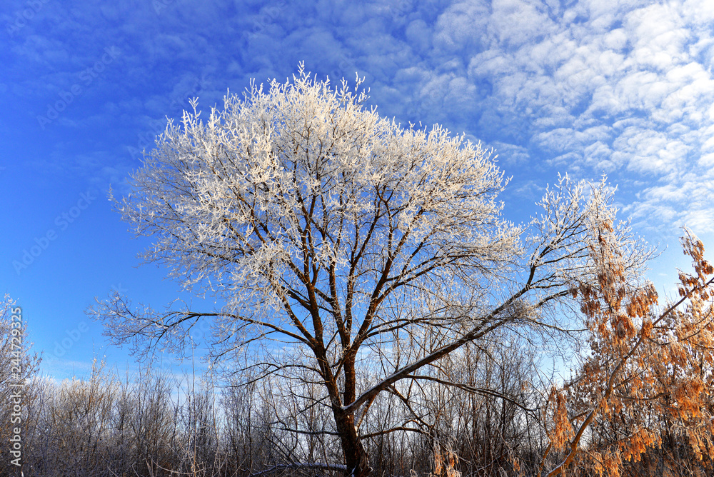 Fototapeta premium Piękny zimowy krajobraz. Śnieżyści drzewa z hoarfrost przeciw niebieskiemu niebu i chmurom