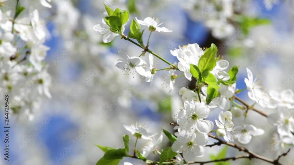 Closeup view of branches of beautiful blooming spring fruit trees isolated on bright blue sky background. Sunny branches with first foliage and white flowers. Real time full hd video footage. Closeup view of branches of beautiful blooming spring fruit trees isolated on bright blue sky background. Sunny branches with first foliage and white flowers. Real time full hd video footage.