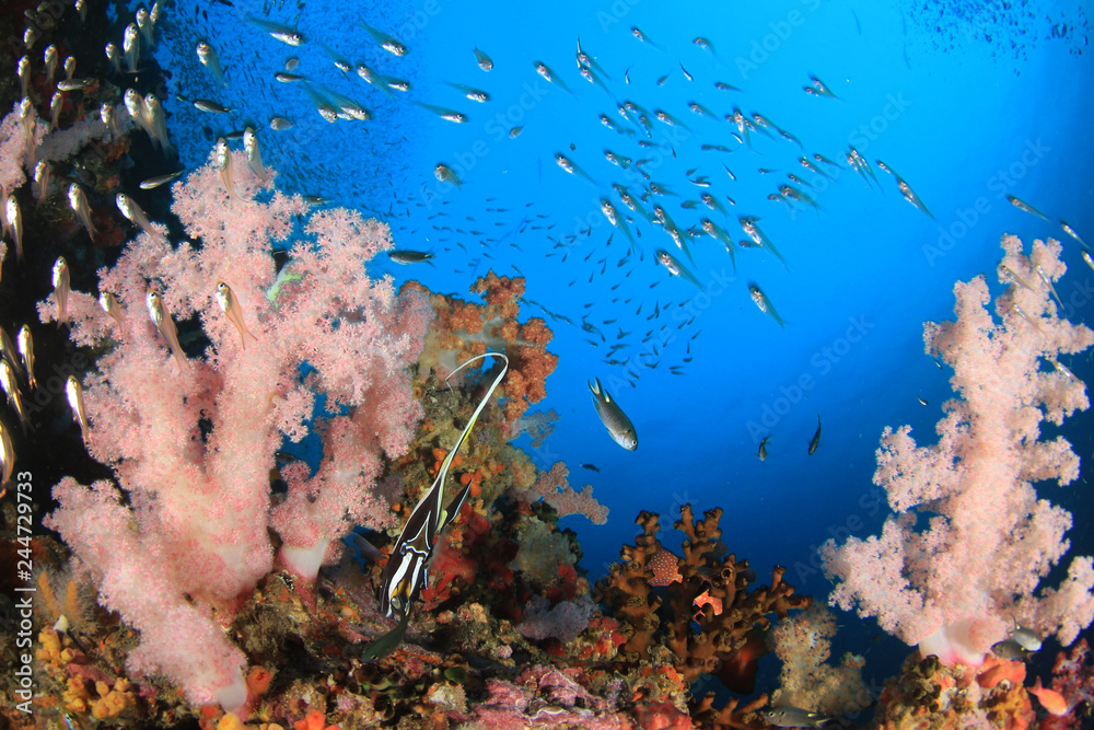 Fototapeta premium Fish on underwater coral reef 