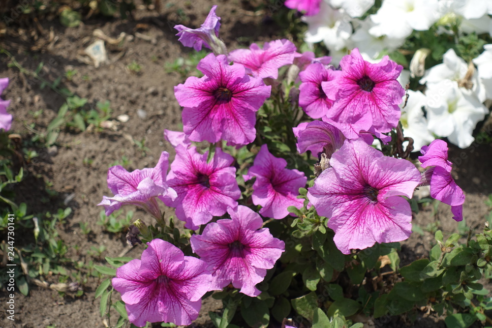 Pink and white flowers of petunias in August