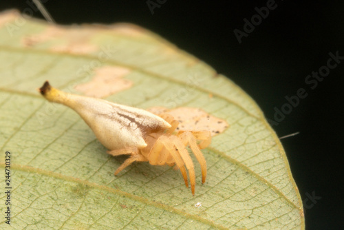 Scorpion spider (Arachnura) with close up view. photo