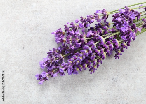 Fototapeta Naklejka Na Ścianę i Meble -  Lavender.