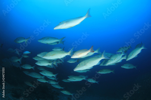 Bigeye Trevally fish 