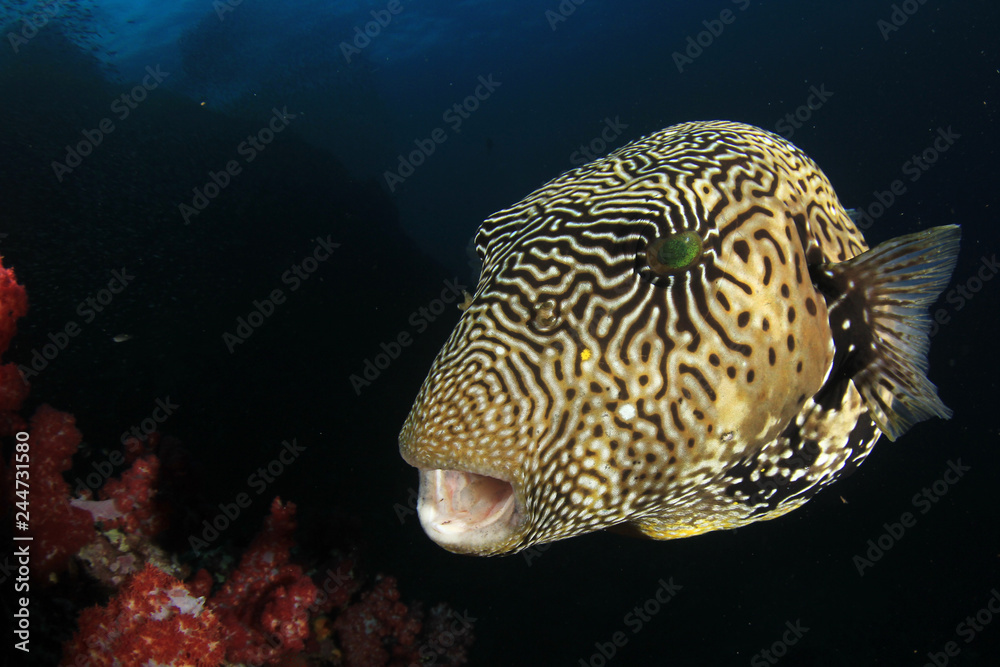 Fototapeta premium Giant Puffer Fish 