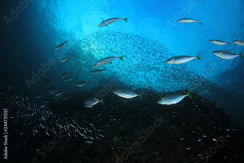 Sardines and Mackerel fish 
