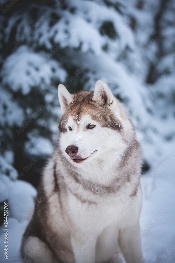 Gorgeous and happy beige dog breed siberian husky sitting on the snow in the fairy winter forest