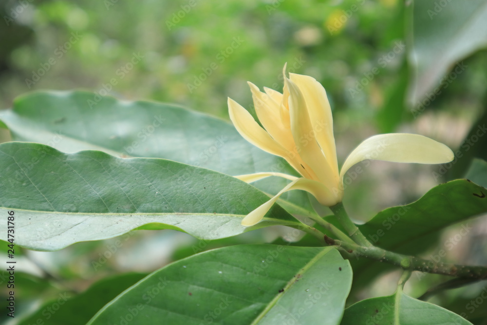 Fototapeta premium Champaka Flowers and Green Leaves