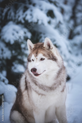Gorgeous and happy beige dog breed siberian husky sitting on the snow in the fairy winter forest © Anastasiia