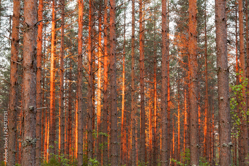 Pine forest tree trunks in red sunrise light