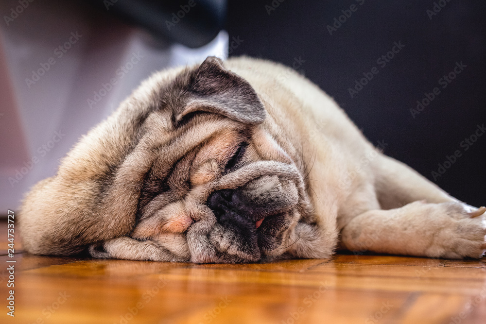 Close-up of a Pug dog's face. Fat dog with many wrinkles on his face. Dog with funny face. Background image for humor, sad dog.