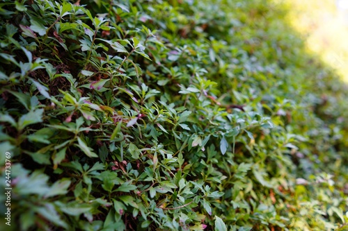 Slope ground leaves green as background