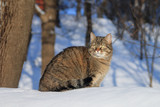 Cat walking on fresh snow in the forest.