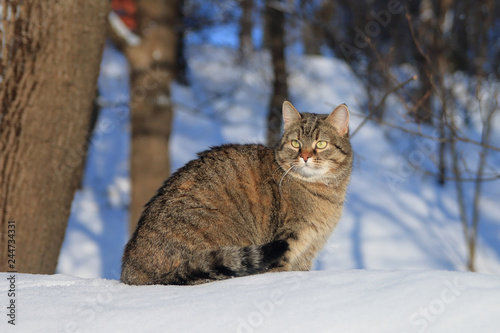 Cat walking on fresh snow in the forest.