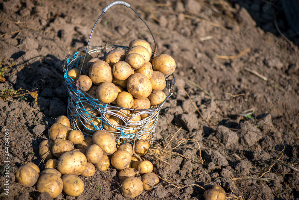 Wired, wicker basket full of freshly dug dirty new potatoes on field, ground during vegetable harvest in autumn. Farmers working on land at countryside, excavate crop of potatoes. Filling sacks Wired, wicker basket full of freshly dug dirty new potatoes on field, ground during vegetable harvest in autumn. Farmers working on land at countryside, excavate crop of potatoes. Filling sacks