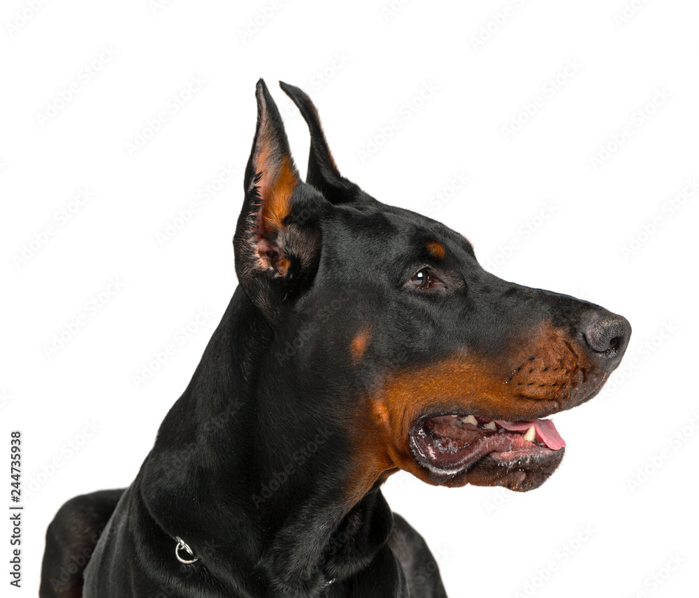 Doberman isolated on white background Doberman isolated on white background