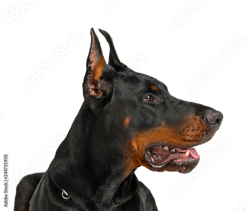 Doberman isolated on white background