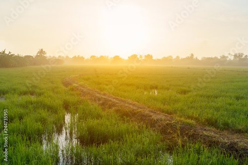 Beautiful curve path among rice field.