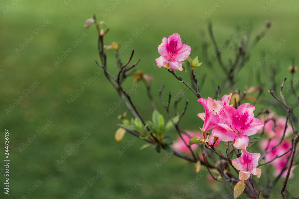 Flowering shrub in spring