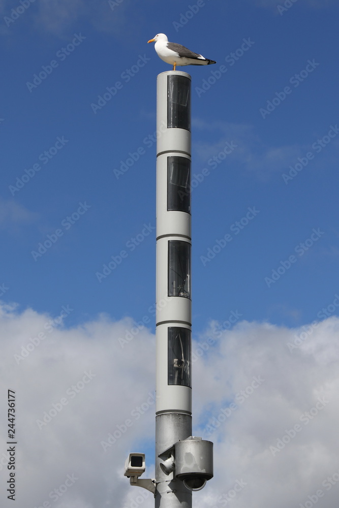 Seagull sitting on a CCTV pole in front of cloudy sky, Glasgow, Scotland, Great Britain Seagull sitting on a CCTV pole in front of cloudy sky, Glasgow, Scotland, Great Britain
