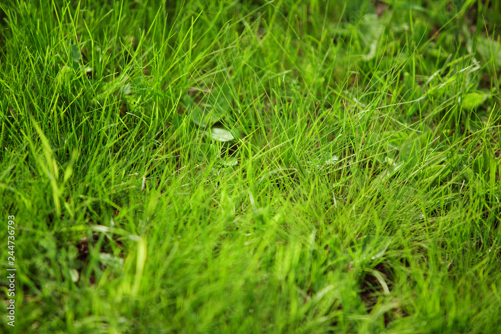 Close-up image of summer juicy green grass on the ground.