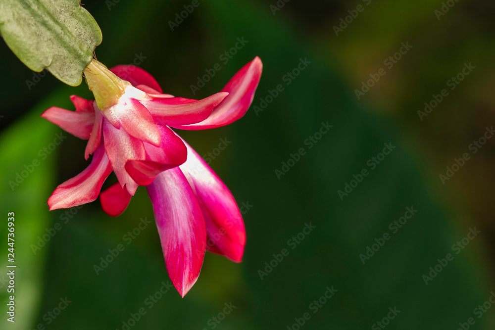 Christmas flower bud on green background Christmas flower bud on green background