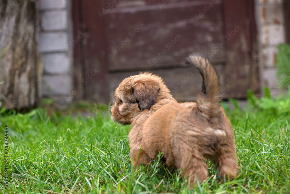 Little, lovely, fluffy, cute brown puppy playing outdoors with owner, obediently walking the first steps. Happy dog in the park or garden. Concept of discovering the world, everything is new Little, lovely, fluffy, cute brown puppy playing outdoors with owner, obediently walking the first steps. Happy dog in the park or garden. Concept of discovering the world, everything is new