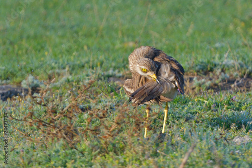 Eurasian stone curlew on the ground photo