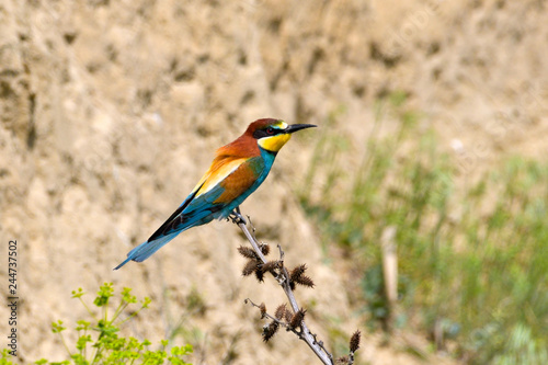 European Bee Eater photo