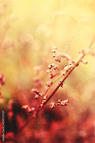 Hitze in der Natur im heißen Sommer, Nahaufnahme von Pflanze © lisaschaetzle