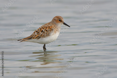 Fotografie Little stint in shallow water