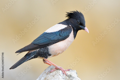 Foto Rosy starling (pastor roseus)