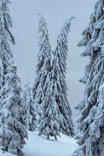 snow covered pine trees,framed between the woods