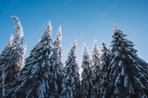 snow covered pine trees with beautiful blue,clear sky