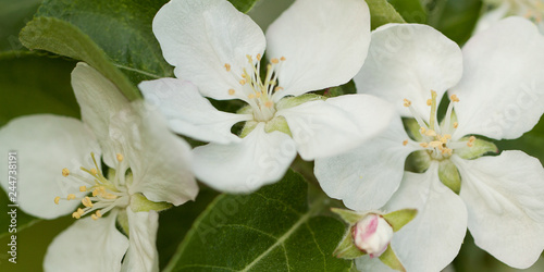 beautiful flowering branch of pear with white flowers